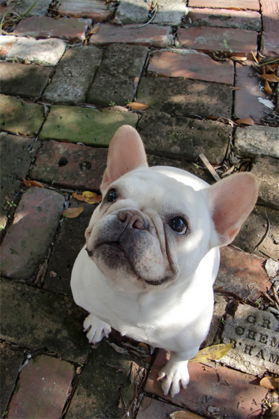 french bulldog